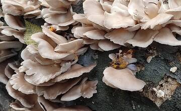 FOTO: Hubárske úlovky v okolí Bratislavy