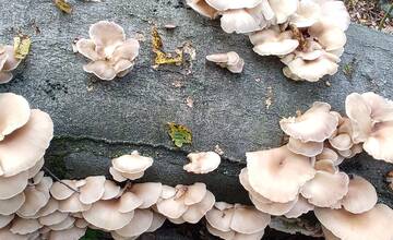 FOTO: Hubárske úlovky v okolí Bratislavy