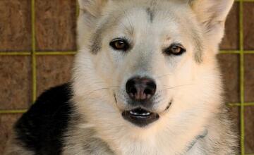 FOTO: Deň v breznianskom útulku Tuláčik
