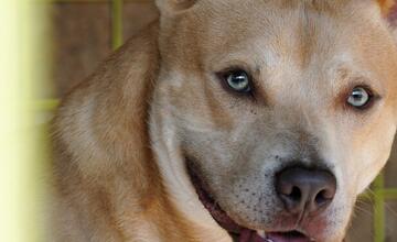 FOTO: Deň v breznianskom útulku Tuláčik