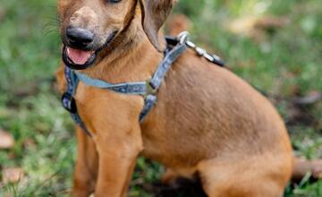 FOTO: Deň v breznianskom útulku Tuláčik
