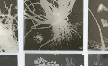 FOTO: Biela noc 2024