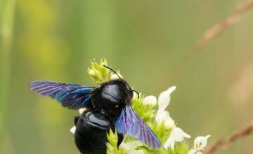FOTO: Na streche autobusovej stanice v Bratislave našli vzácny hmyz