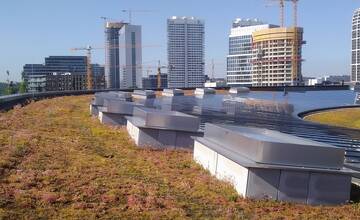 FOTO: Na streche autobusovej stanice v Bratislave našli vzácny hmyz