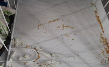 FOTO: Hygienici odhalili viaceré nedostatky v slovenských prevádzkach. Steny boli hrdzavé, našli aj larvy či mole