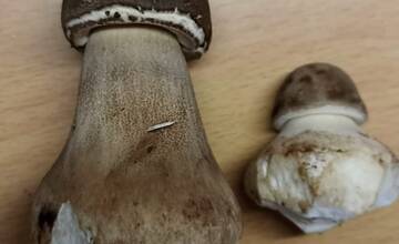 FOTO: Okolo Bratislavy nájdete nielen bedle, ale aj vatovce, či dubáky