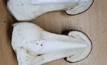 FOTO: Okolo Bratislavy nájdete nielen bedle, ale aj vatovce, či dubáky