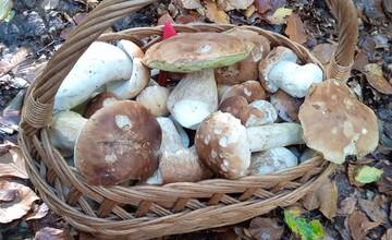 FOTO: Okolo Bratislavy nájdete nielen bedle, ale aj vatovce, či dubáky