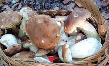 FOTO: Okolo Bratislavy nájdete nielen bedle, ale aj vatovce, či dubáky