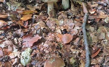 FOTO: Okolo Bratislavy nájdete nielen bedle, ale aj vatovce, či dubáky