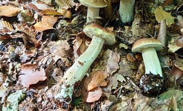 FOTO: Okolo Bratislavy nájdete nielen bedle, ale aj vatovce, či dubáky