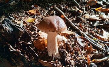 FOTO: Okolo Bratislavy nájdete nielen bedle, ale aj vatovce, či dubáky