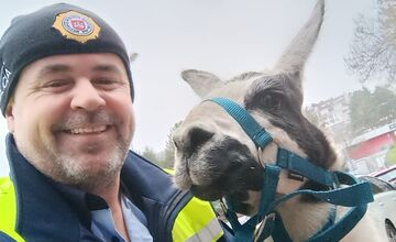 FOTO: Mestskí policajti pomáhali odchytiť splašenú lamu v Dúbravke