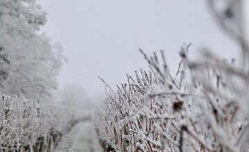 FOTO: Zima vymaľovala Vinohrady v Rači. Vyzerajú ako z Mrázika