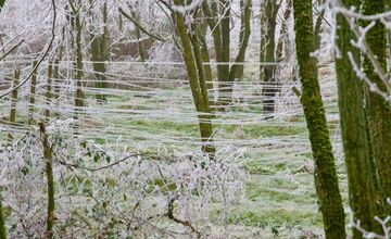 FOTO: Zima vymaľovala Vinohrady v Rači. Vyzerajú ako z Mrázika