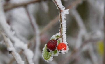 FOTO: Zima vymaľovala Vinohrady v Rači. Vyzerajú ako z Mrázika
