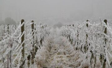 FOTO: Zima vymaľovala Vinohrady v Rači. Vyzerajú ako z Mrázika