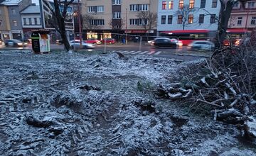 FOTO: Nelegálny výrub stromov na Šancovej ulici 