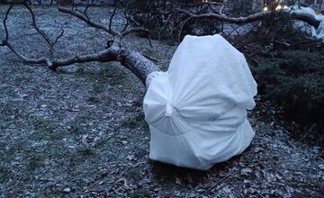 FOTO: Nelegálny výrub stromov na Šancovej ulici 