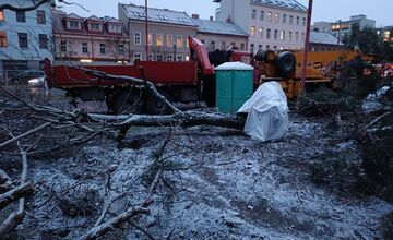 FOTO: Nelegálny výrub stromov na Šancovej ulici 