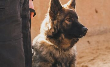 FOTO: Výcvik policajných zvierat