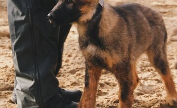 FOTO: Výcvik policajných zvierat