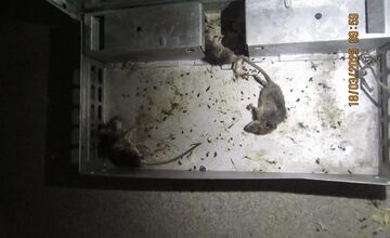 FOTO: Inšpektori kontrolovali predajne potravín. Našli v nich pleseň, mŕtve hlodavce aj trus v potravinách