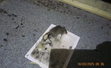 FOTO: Inšpektori kontrolovali predajne potravín. Našli v nich pleseň, mŕtve hlodavce aj trus v potravinách