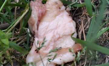 FOTO: Na sídliskách v Podunajských Biskupiciach niekto rozhadzuje jedlo