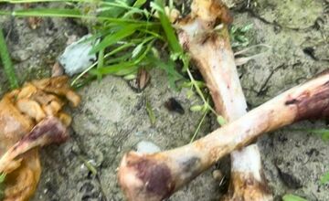 FOTO: Na sídliskách v Podunajských Biskupiciach niekto rozhadzuje jedlo