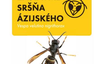 FOTO: Staré Mesto upozorňuje na nebezpečného sršňa