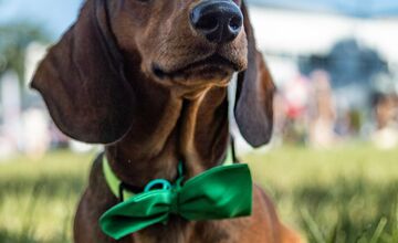 FOTO: Ružinovský psí miláčik 