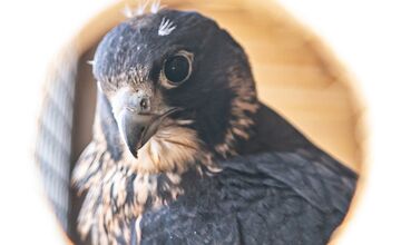 FOTO: Petržalka kúpila sokolov za 10-tisíc eur