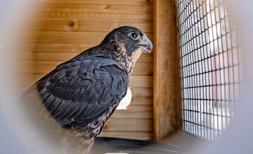 FOTO: Petržalka kúpila sokolov za 10-tisíc eur