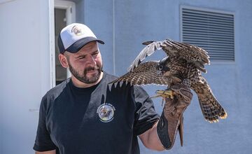 FOTO: Petržalka kúpila sokolov za 10-tisíc eur