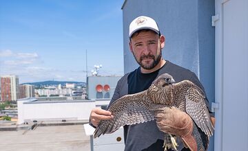FOTO: Petržalka kúpila sokolov za 10-tisíc eur