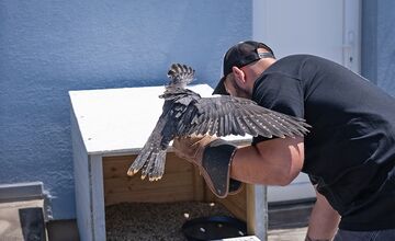 FOTO: Petržalka kúpila sokolov za 10-tisíc eur