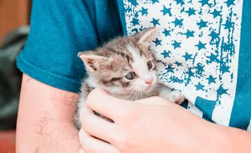 FOTO: Na zbernom dvore v Senci prišli na svet malé mačiatka, teraz hľadajú nový domov