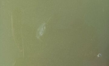 FOTO: Medúzky na Zlatých pieskoch a na Draždiaku