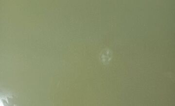 FOTO: Medúzky na Zlatých pieskoch a na Draždiaku