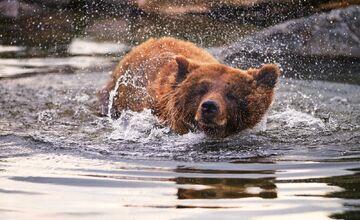 FOTO: V Malkia Parku zomrel medvedica Hildegard
