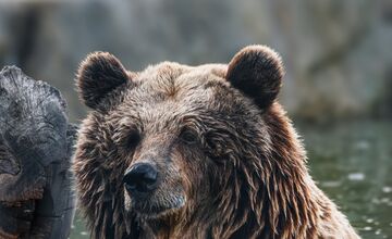 FOTO: V Malkia Parku zomrel medvedica Hildegard