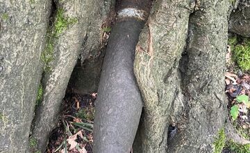 FOTO: Starý strom v bratislavských lesoch ukrýval smrteľný nález z čias vojny, zasiahnuť museli pyrotechnici