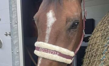 FOTO: Majitelia strateného koňa v okolí Stupavy žiadajú verejnosť o pomoc