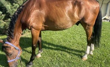 FOTO: Majitelia strateného koňa v okolí Stupavy žiadajú verejnosť o pomoc