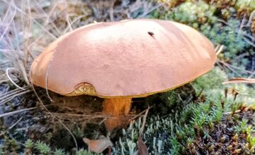 FOTO: Na Zahorí je dubákoví raj