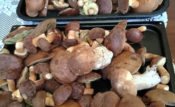 FOTO: Na Zahorí je dubákoví raj