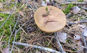 FOTO: Na Zahorí je dubákoví raj