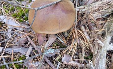 FOTO: Na Zahorí je dubákoví raj