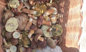 FOTO: Na Zahorí je dubákoví raj